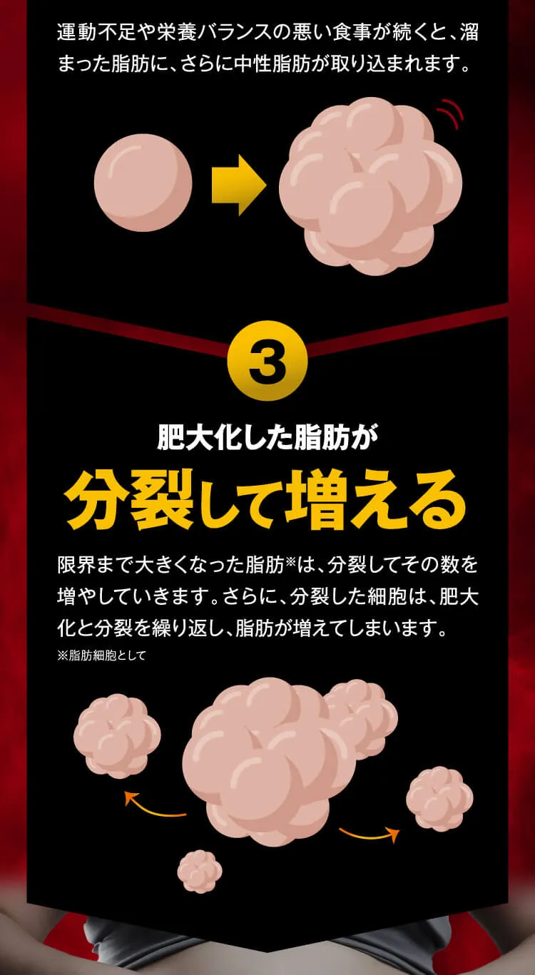 ②半分③分裂して増える